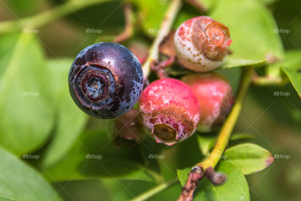 Ripe and unripe blueberry