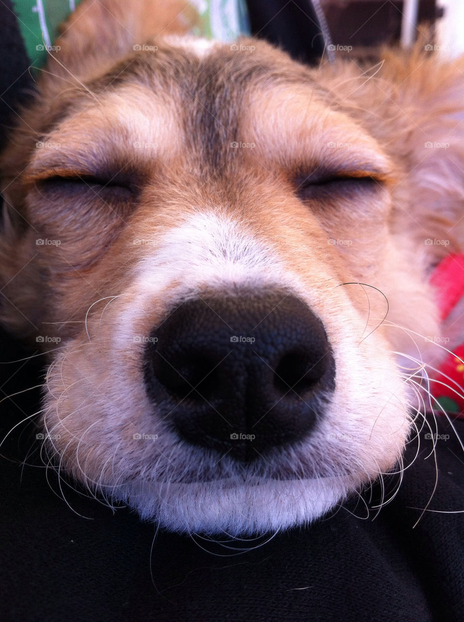 dog puppy pet sleep by pentx