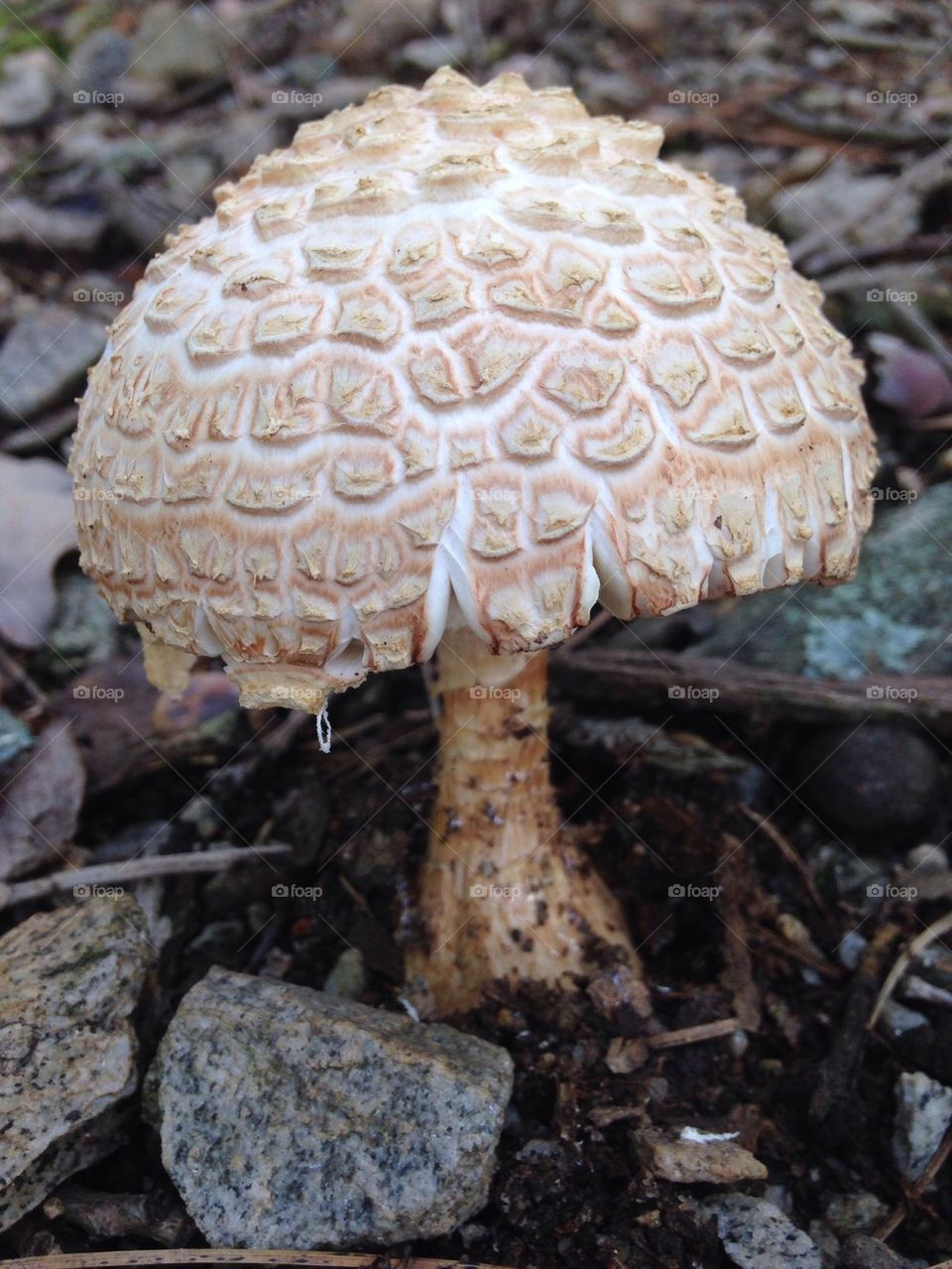fungus