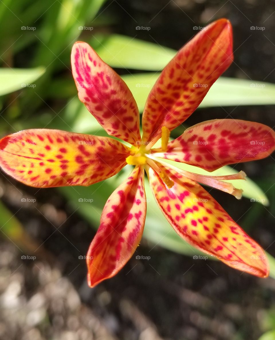Bright vibrant orange and yellow speckled  pedals with a yellow center..I am called a BlackBerry Lilly and sometimes I am called a Leopard Lilly.