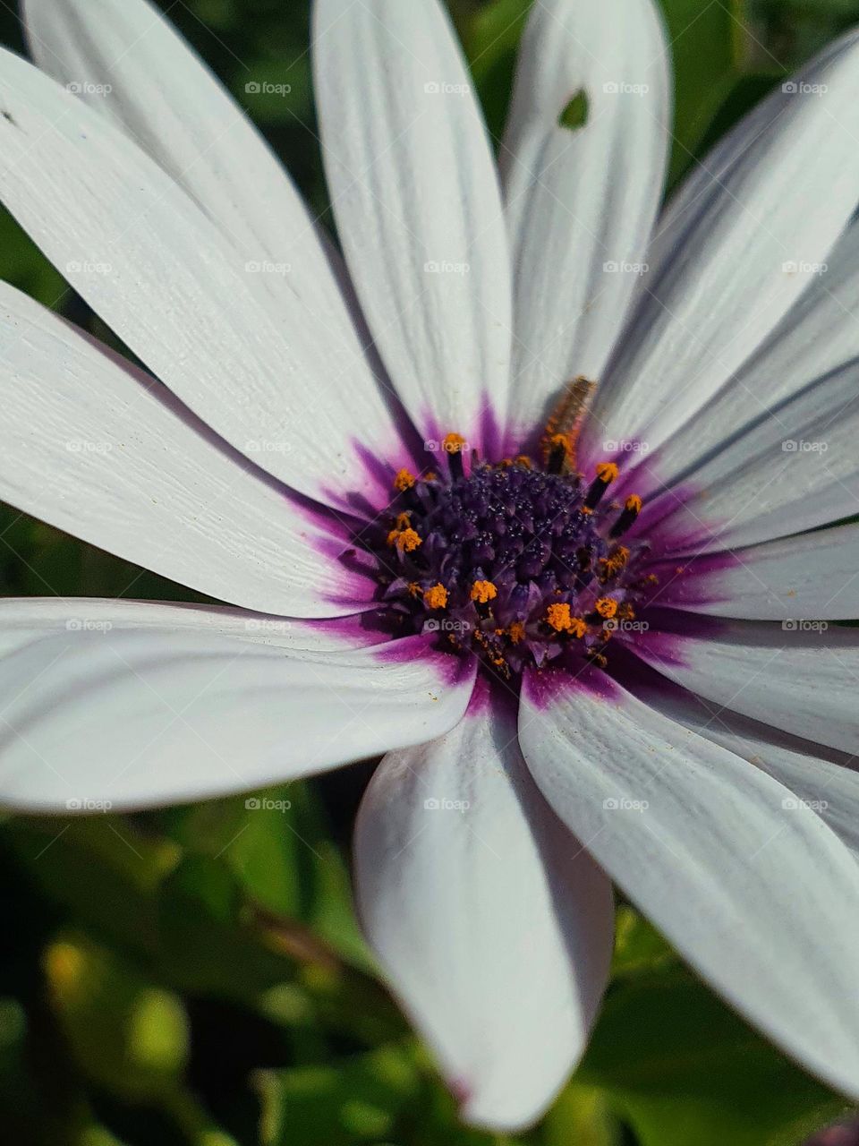 White Daisy with a Touch of Purple