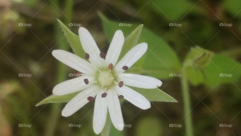 white flower with brown dots