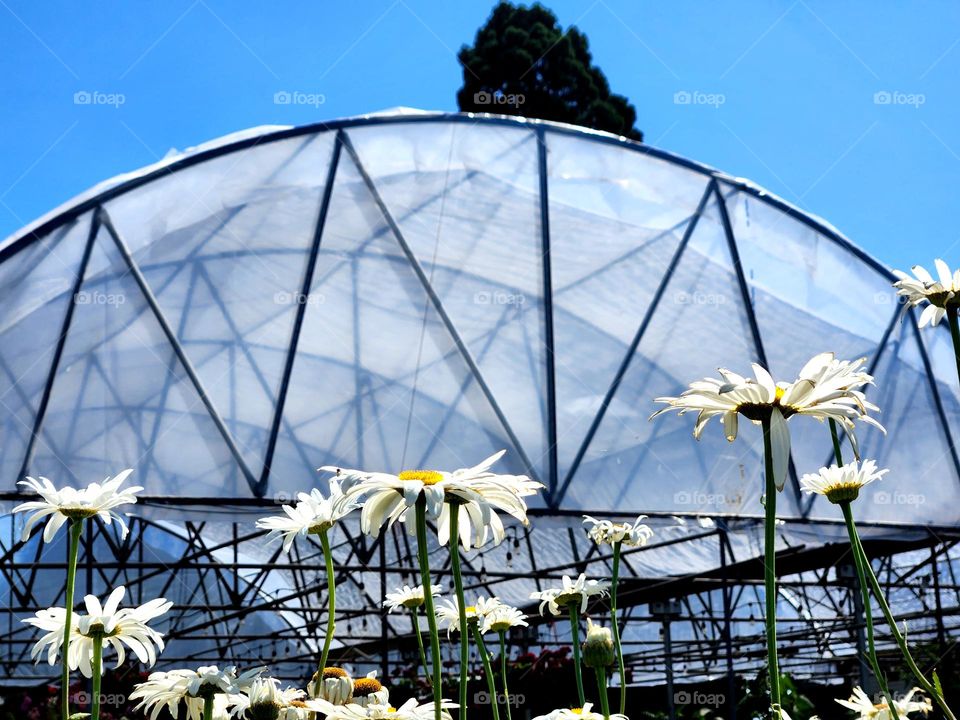 This outdoor greenhouse dome structure in an Oregon garden center creates visually interesting shapes against a blue sky while providing shade and protection for the variety of plants within