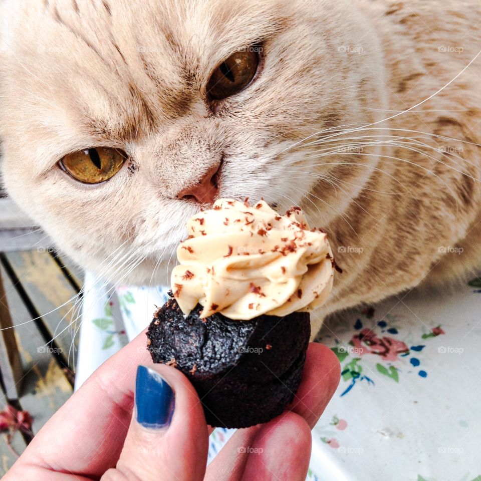 vegan cupcake and cat