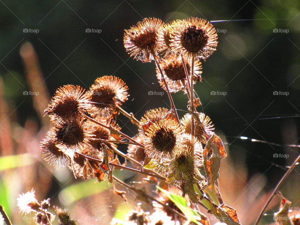 flora