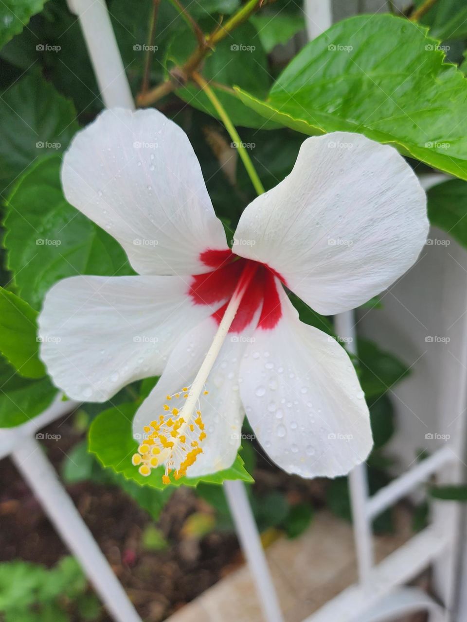 white red hibiscus