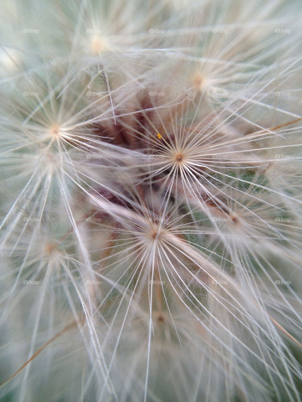 dandelion weed seeds by cewallace