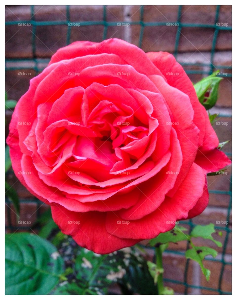 English rose