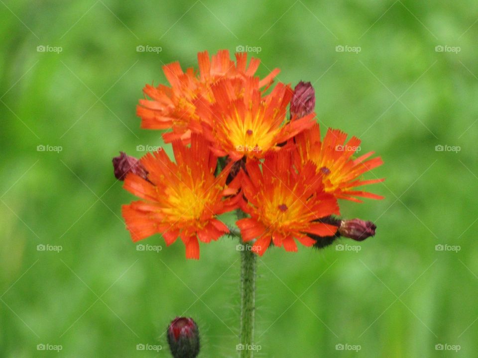 orange and green 🧡💚