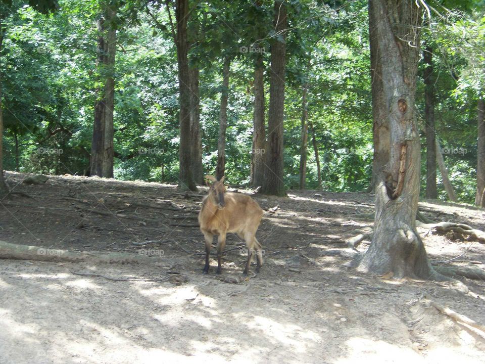 Deer