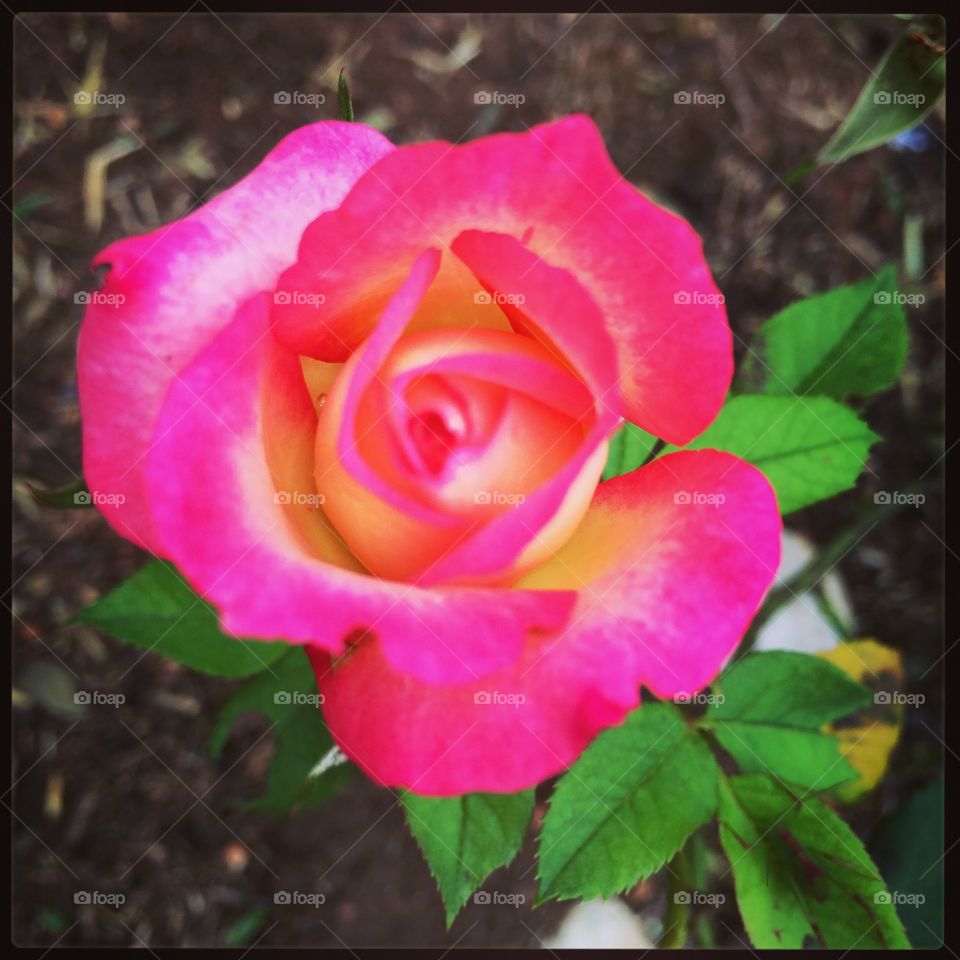 🌼#Flores do nosso #jardim, para alegrar e embelezar nosso dia!
#Jardinagem é nosso #hobby.
🌹
#flowers
#garden
#nature
#flor