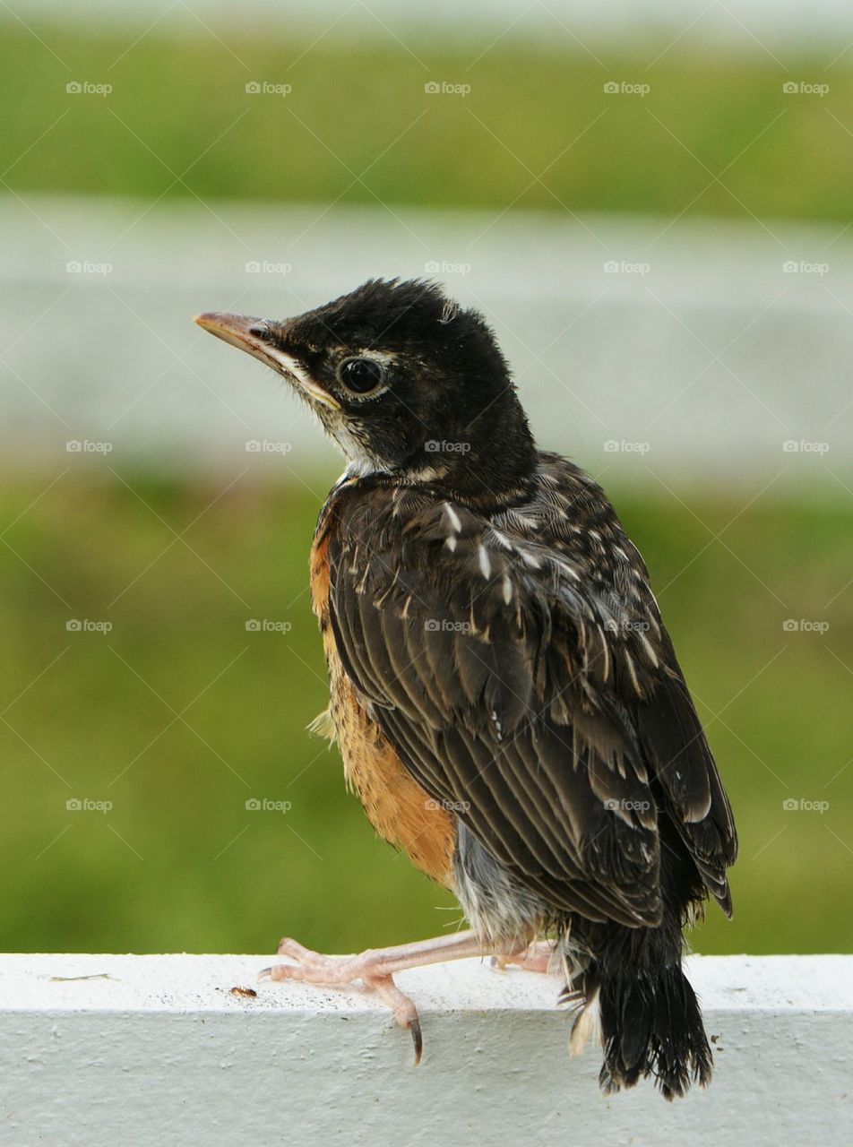 Fledgling Robin waiting for mom