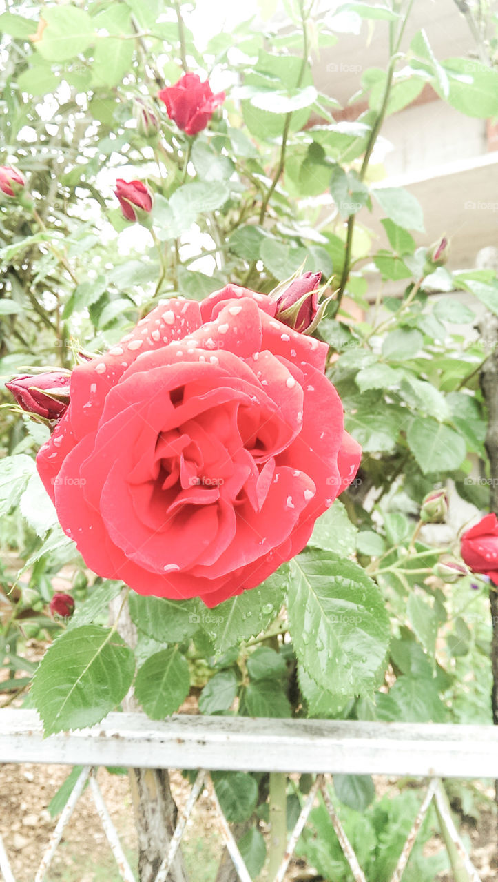 Red rose. red beautifull rose