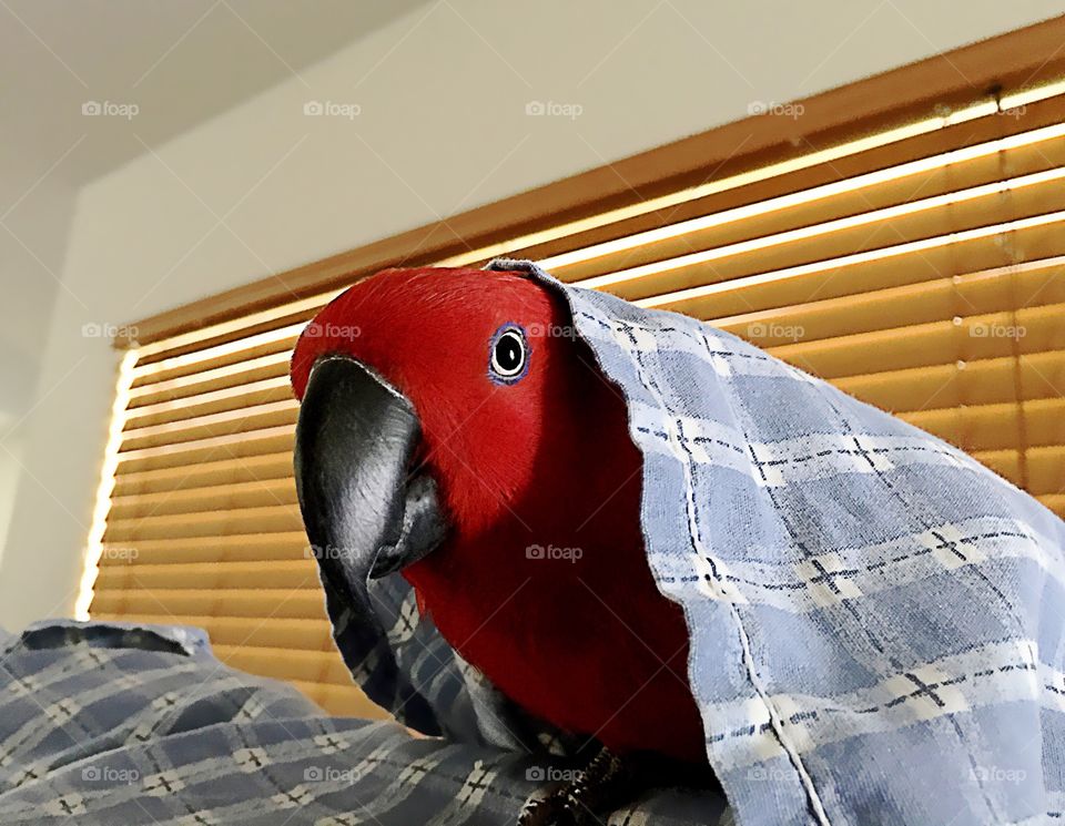 Peek-a-boo Parrot