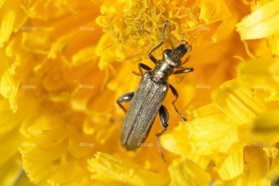 Insect On Flower
