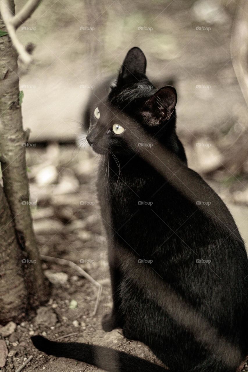 black cat in his moment of distraction