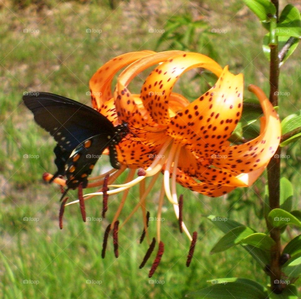 Butterfly on the Tiger Lily