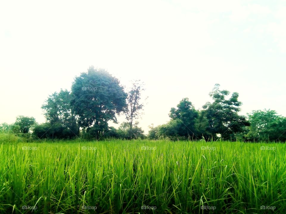 tree,field,farmland,sky