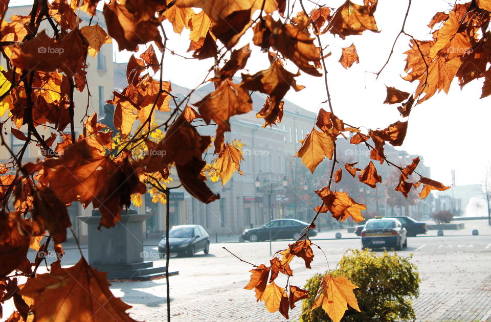 Fall in the city