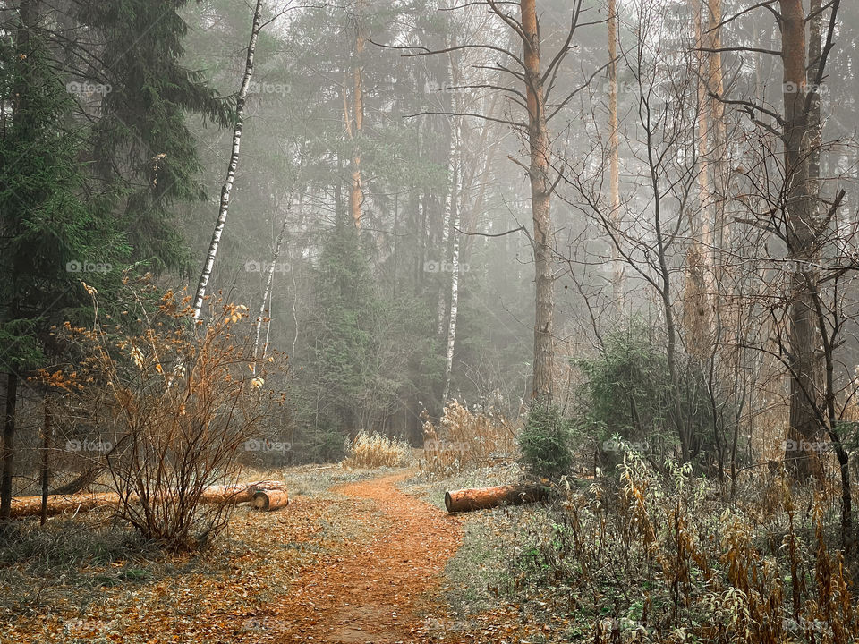 Autumn foggy forest 