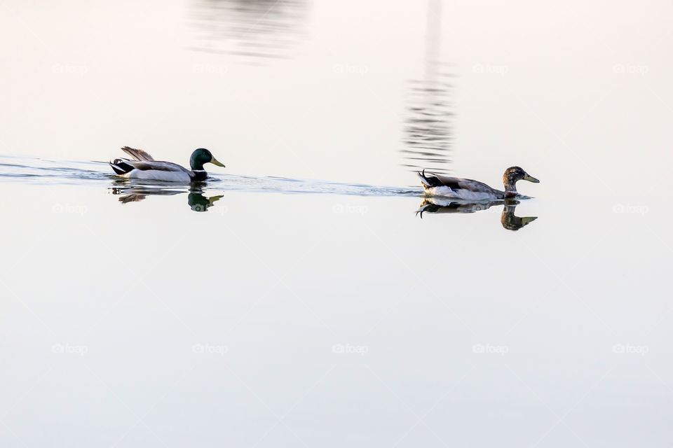 2 ducks at the lake