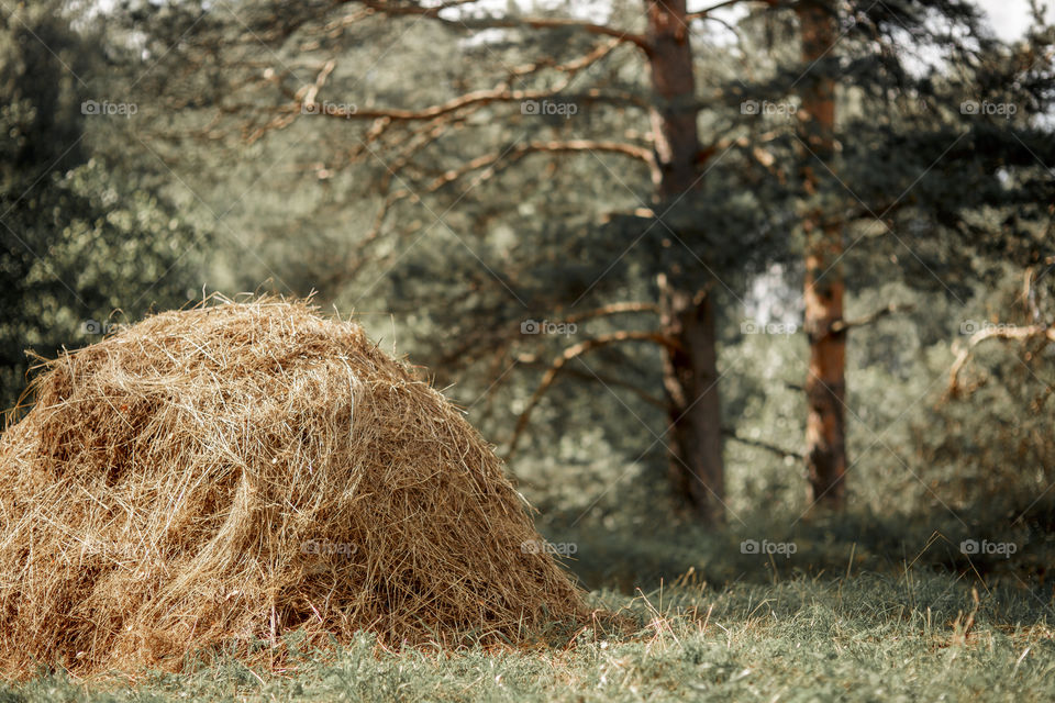 Hay stack at summer day