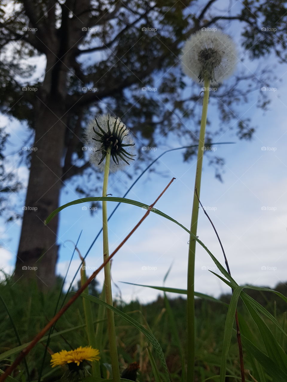 Dandelions