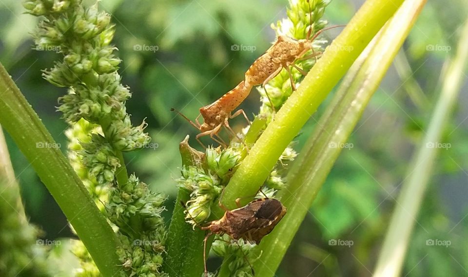 leafhopper pest