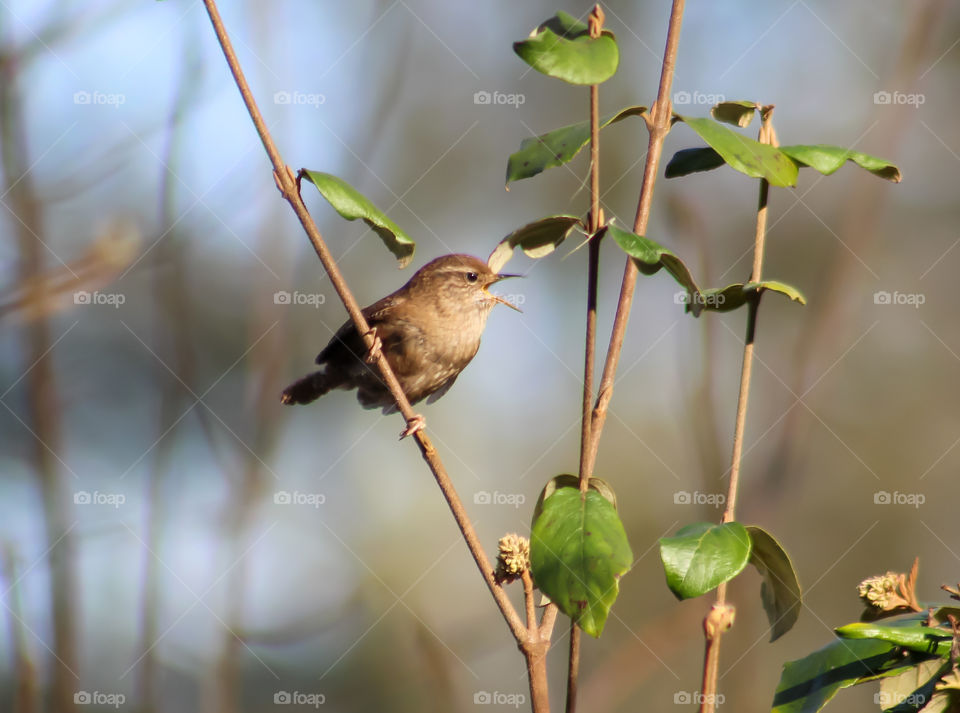 Bird singing. Spring is coming!