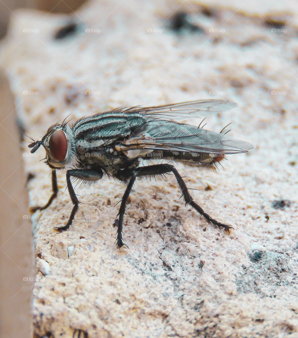 Macro fly