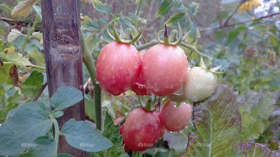 Tomatoes in the garden