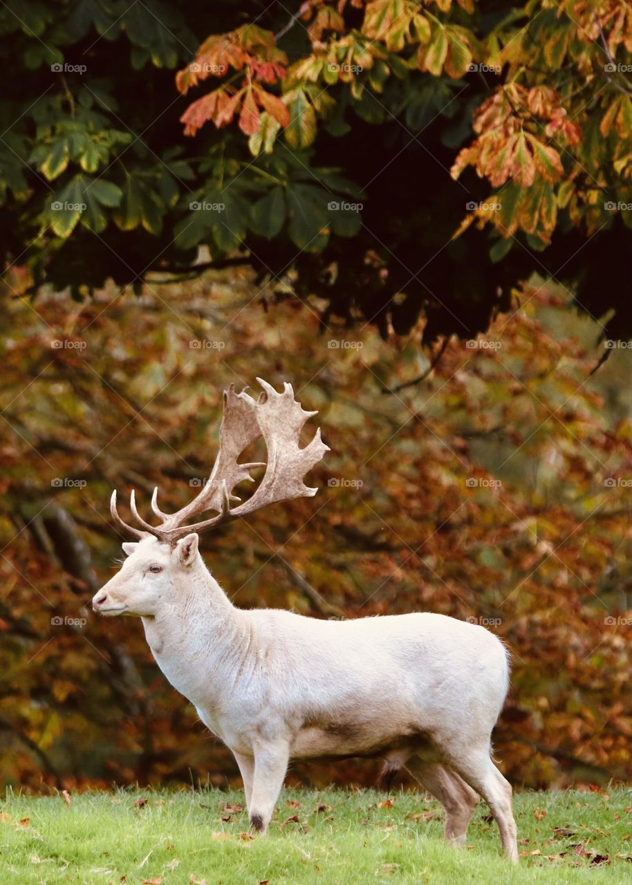 Fallow buck