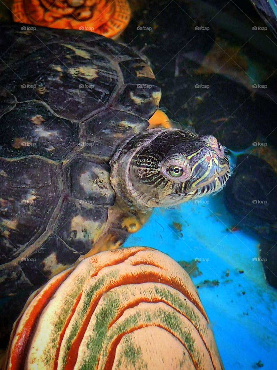 Close-up.  Water turtle sits in the water and sticks its head out of its shell