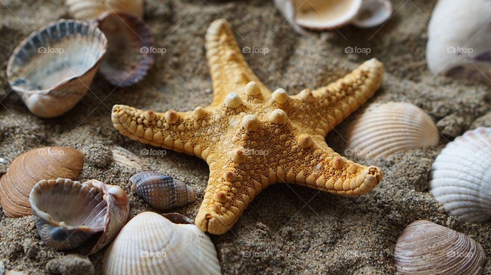 Close-up of starfish on sand