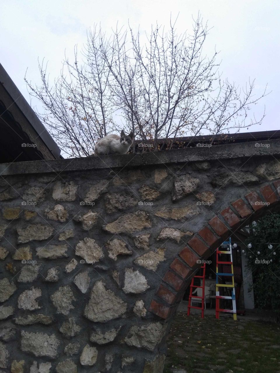 The cat at height