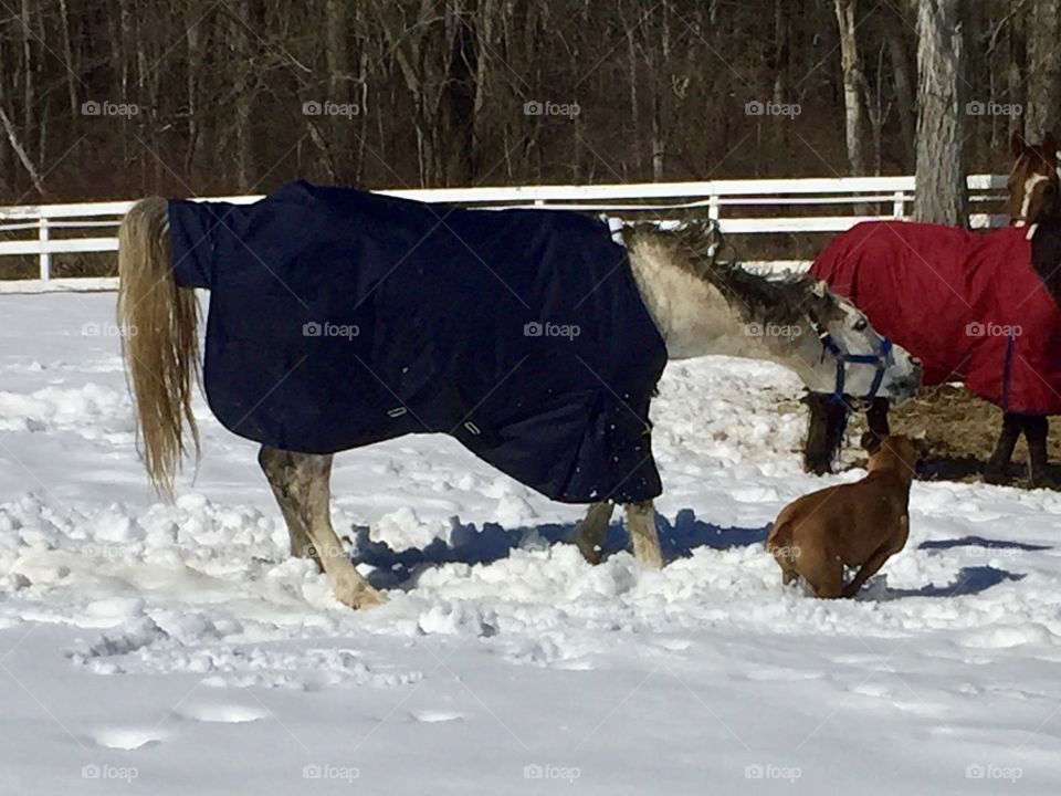 She thinks she's a horse