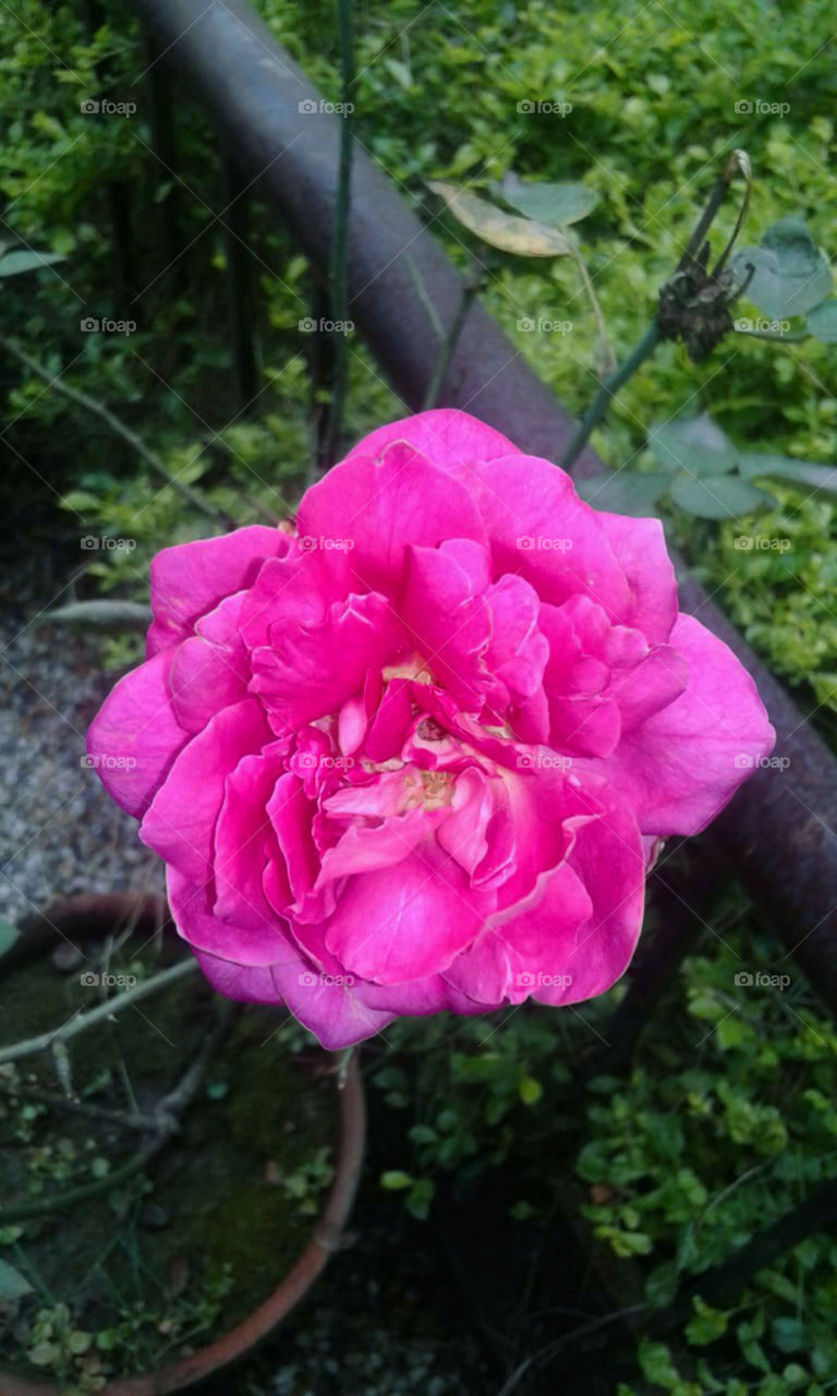 Fresh natural full bloomed pink rose.