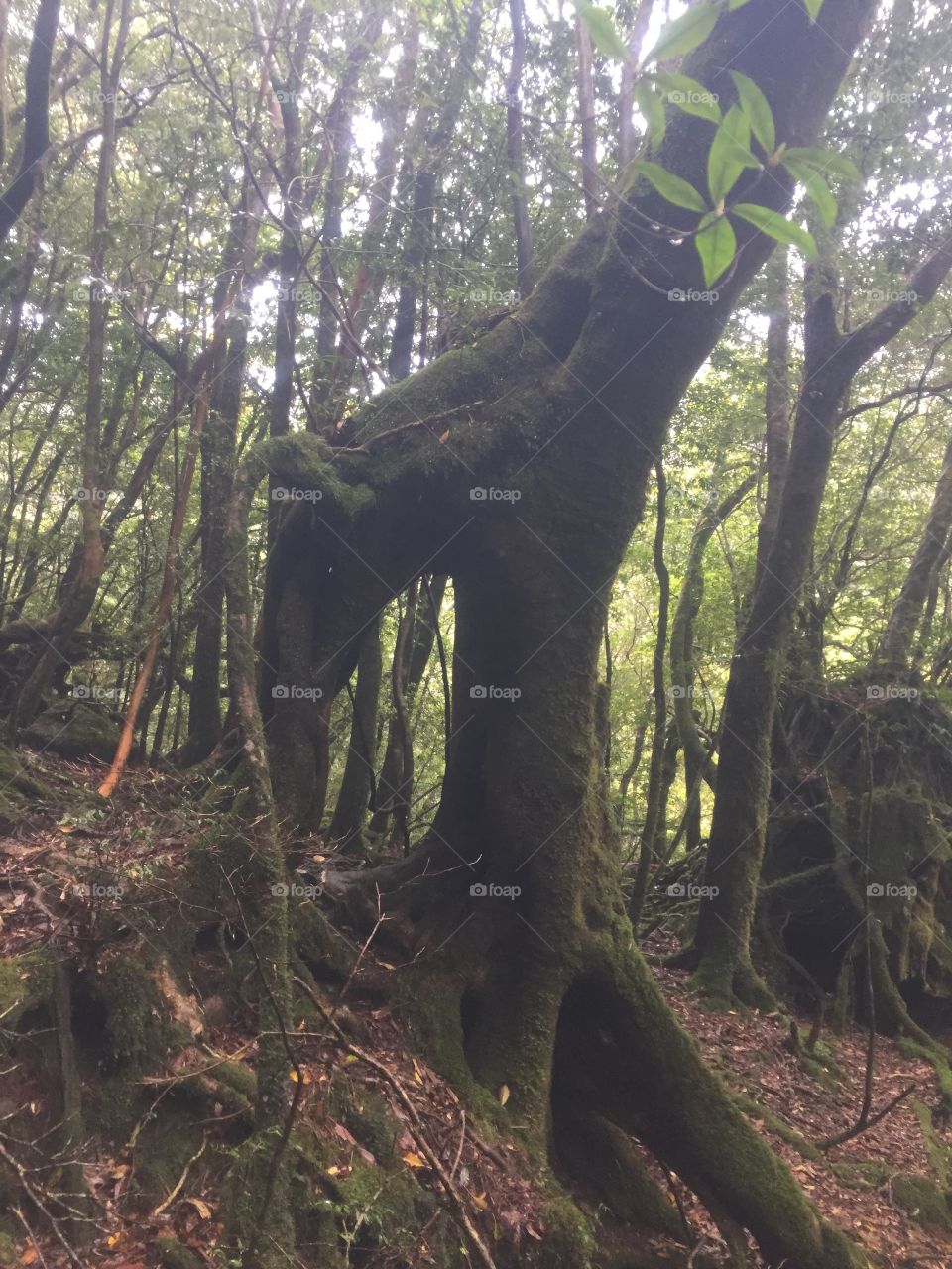 Hiking in Yakushima's shiratani unsuikyo 