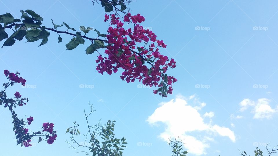 Flowers in sky