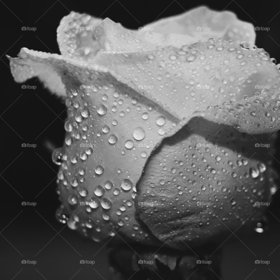 Closeup photograph of a rose covered in drops of rain. The photo was taken by me in a period of sadness where I searched for beauty mainly in nature. Photographing nature helped me gain confidence in myself and my skills and brought me happiness. 