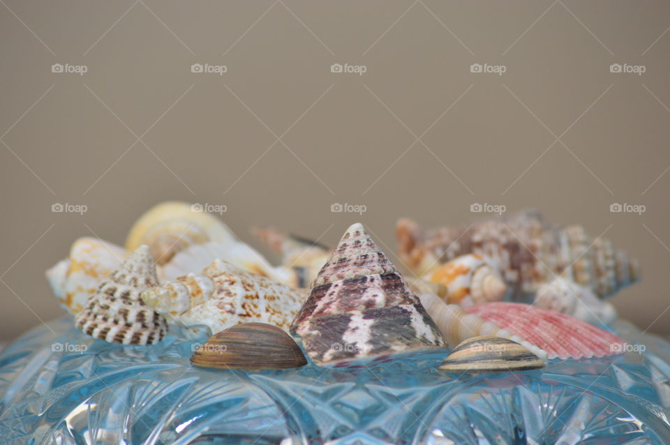 Sea Shells