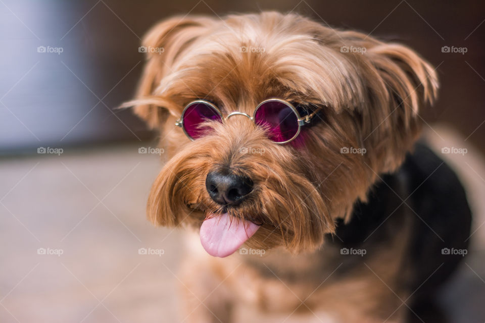 Yorkie Dog Wearing John Lennon Style Glasses 3