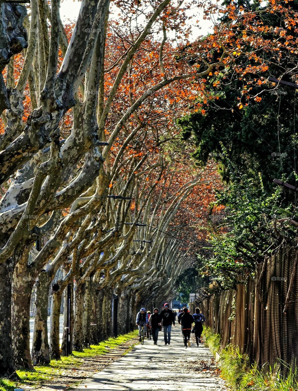 Walking and jogging on a crisp autumn day watching the leaves turn orange, red and yellow. It's autumn!