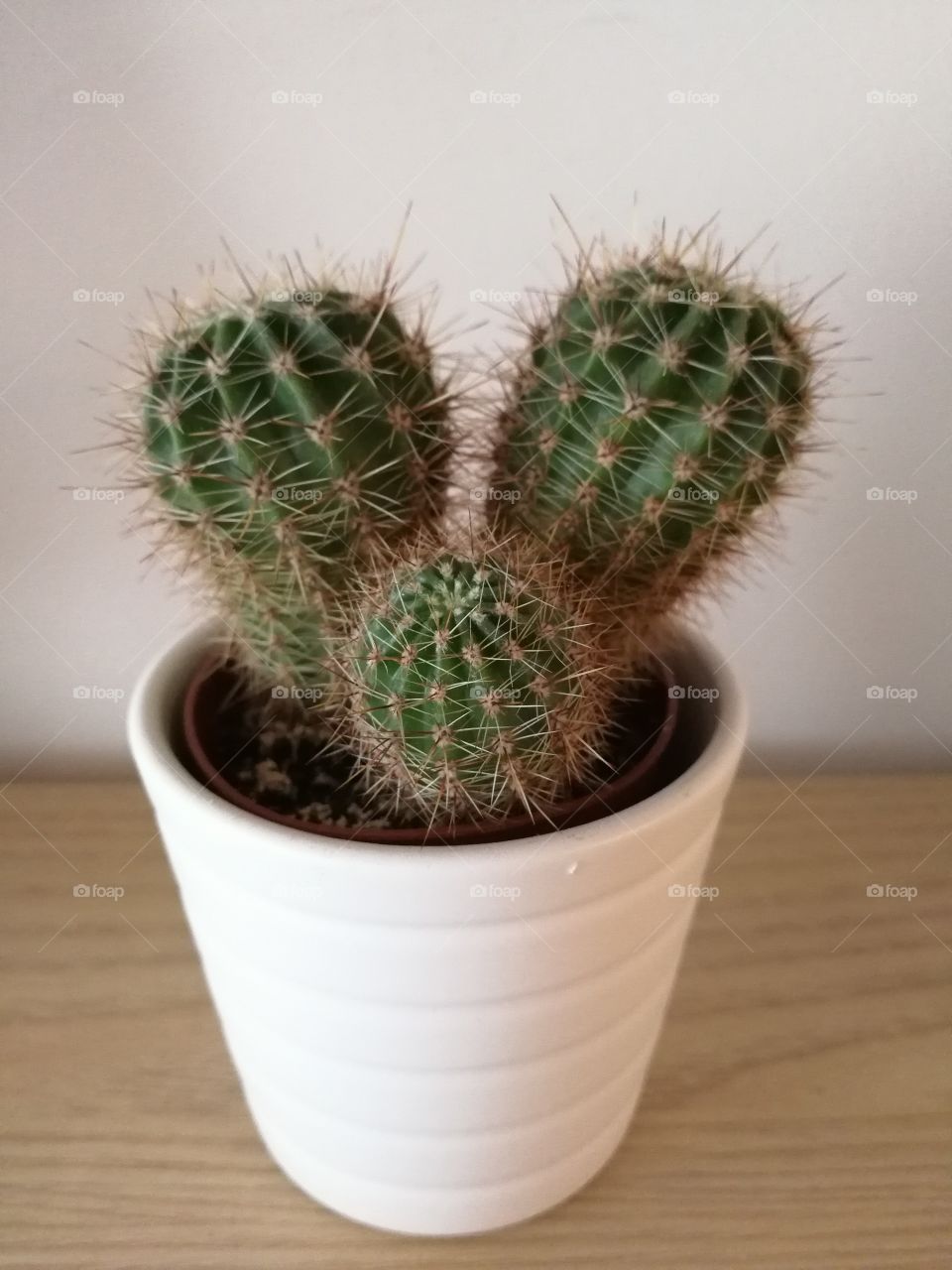 Cacti in white pot
