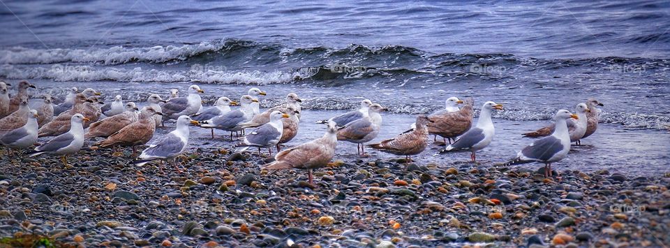 Seagull parade