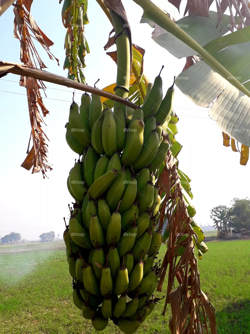 banana