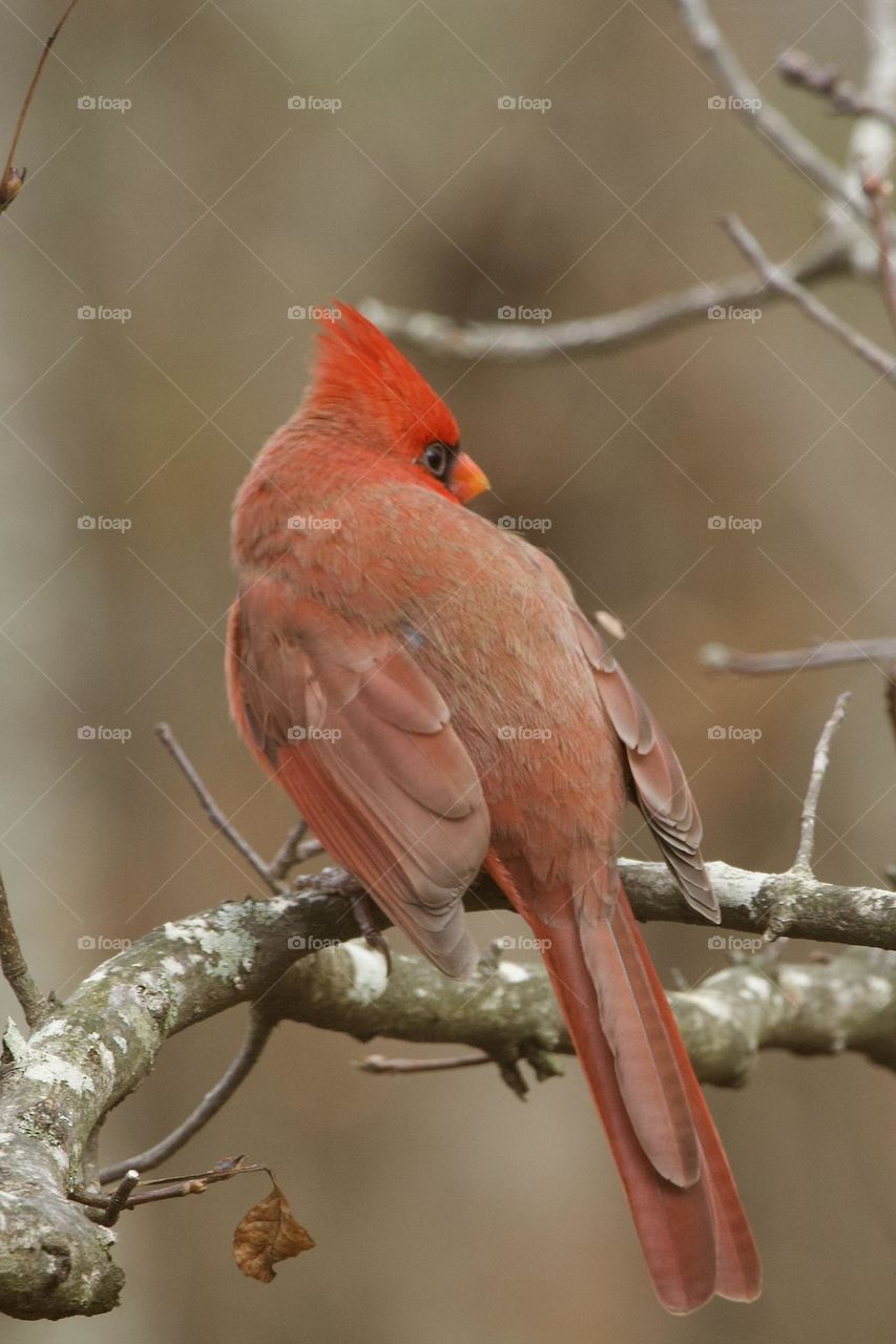 Closeup of male Northern Cardinal viewed from behind looking back over his shoulder, perching on a bare tree branch