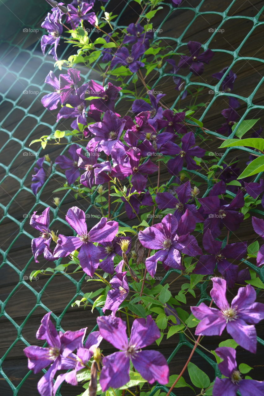 clematis