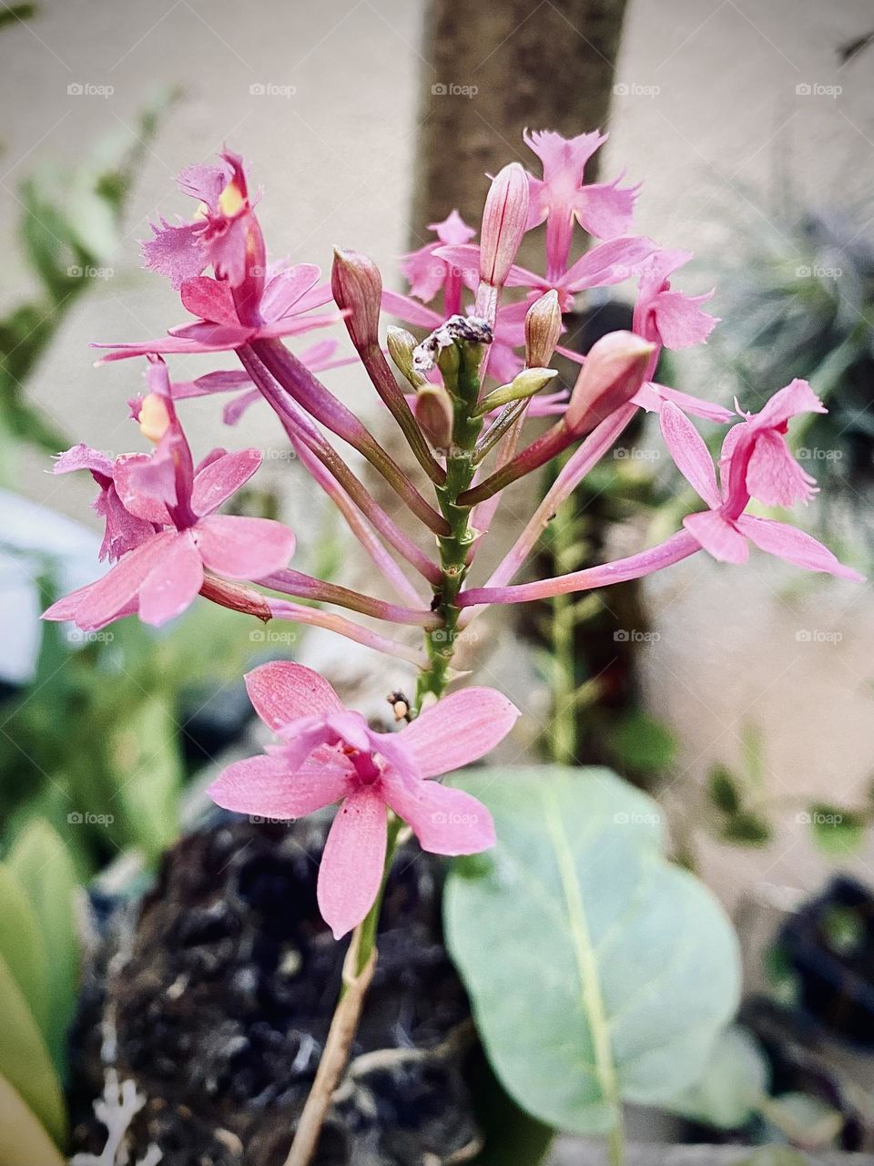 Beautiful and fragile