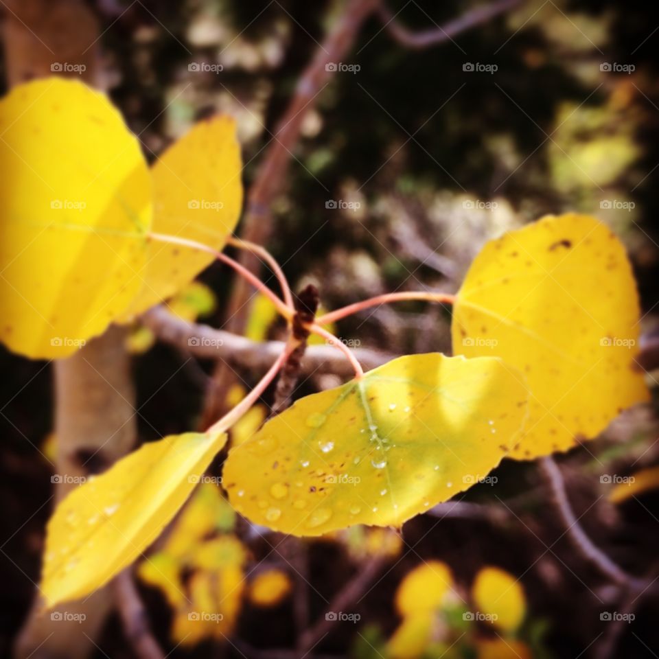 Aspens in Autumn. Beautiful aspen leaves in the mountains in Cascade, Colorado.